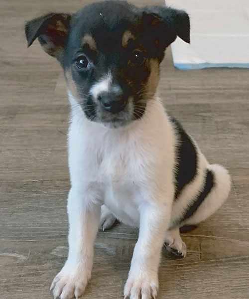 kids-boo-bash-2021-puppy